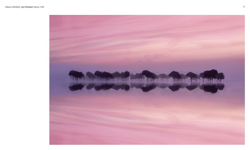 Aviary ; The Bird in Contemporary Photography