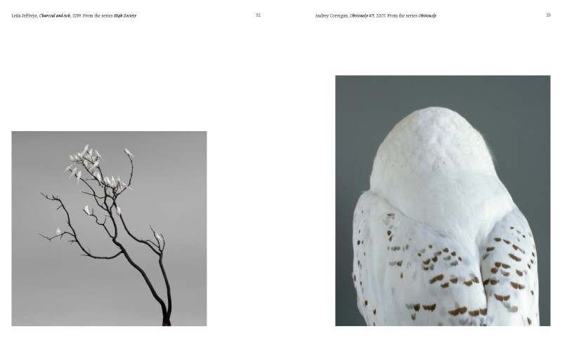 Aviary ; The Bird in Contemporary Photography