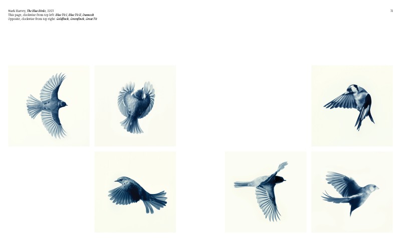 Aviary ; The Bird in Contemporary Photography