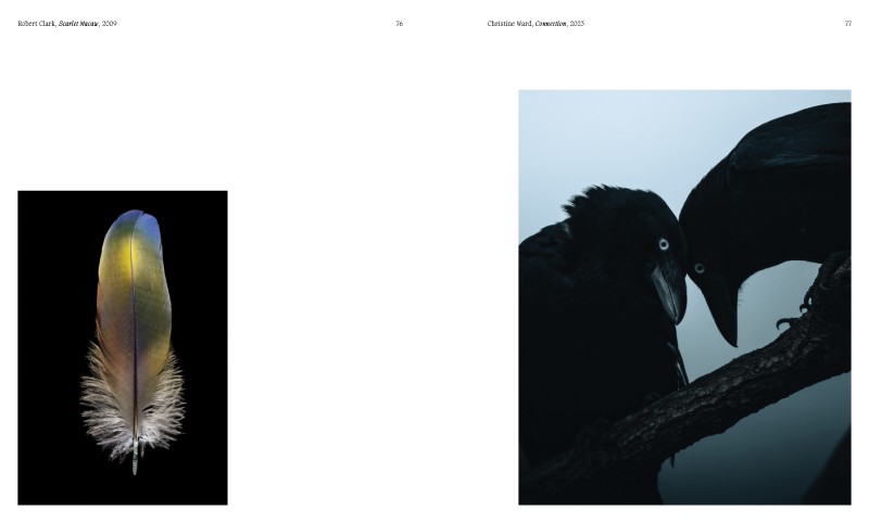 Aviary ; The Bird in Contemporary Photography