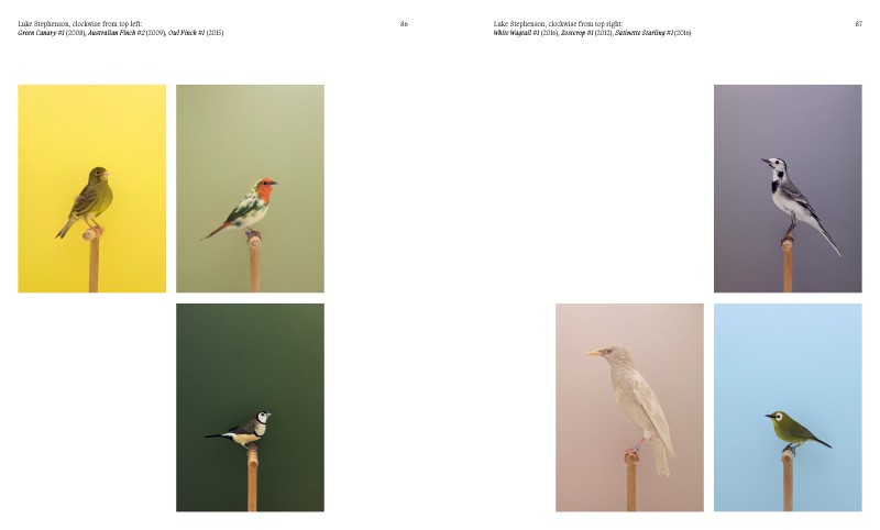 Aviary ; The Bird in Contemporary Photography