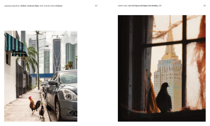 Aviary ; The Bird in Contemporary Photography