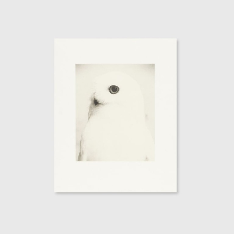 Masao Yamamoto: Collotype Portfolio ; Birds 2