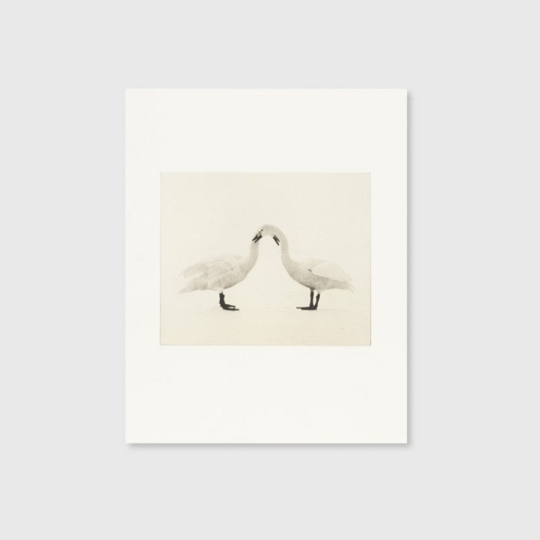 Masao Yamamoto: Collotype Portfolio ; Birds 2