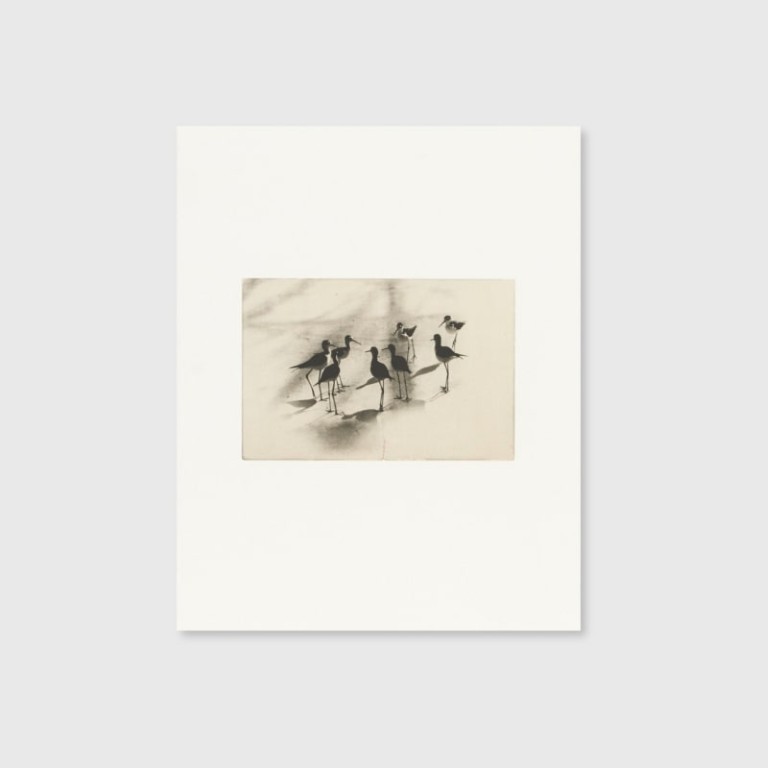 Masao Yamamoto: Collotype Portfolio ; Birds 2