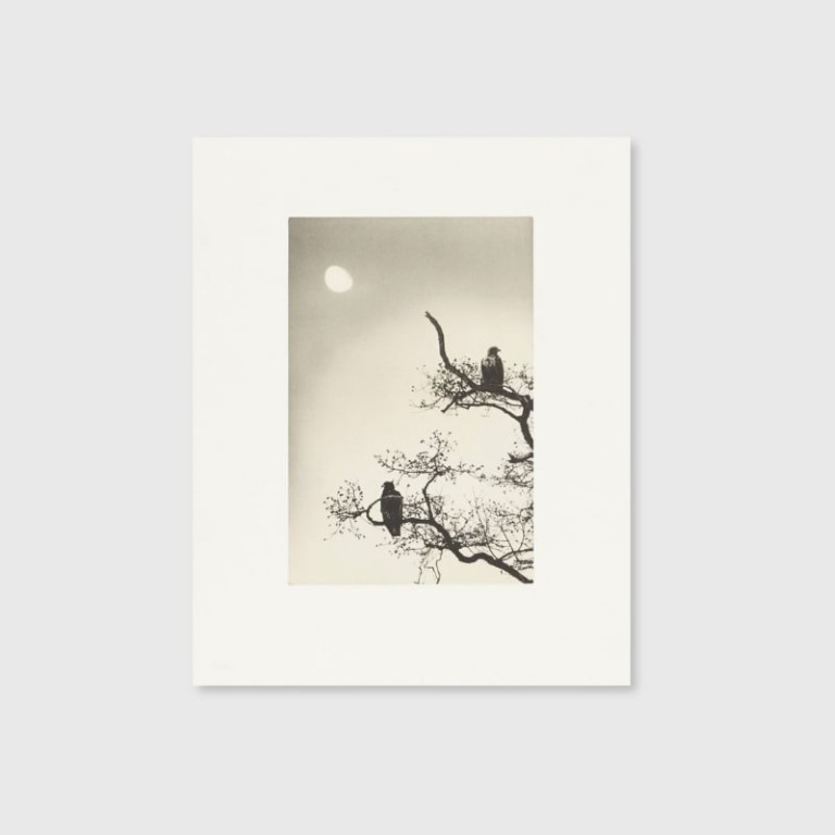 Masao Yamamoto: Collotype Portfolio ; Birds 2