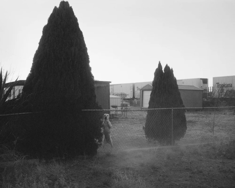 Matthew Genitempo : Mother of Dogs