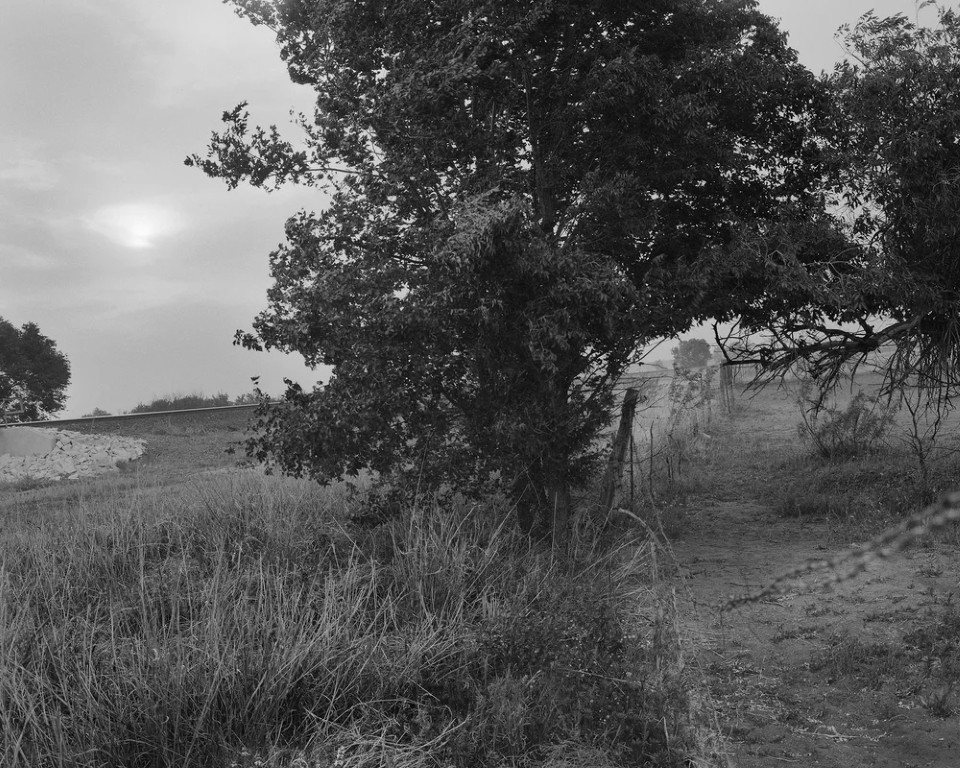 Matthew Genitempo : Mother of Dogs