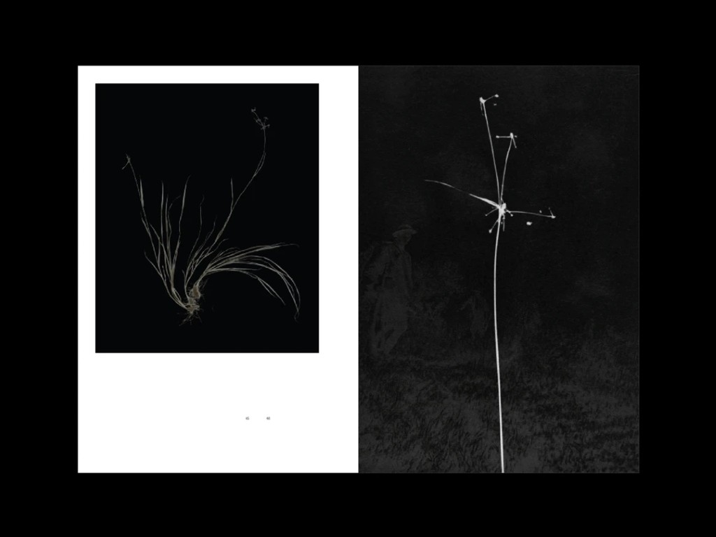 Sophie Zénon : L'herbe aux yeux bleux (COLLECTOR)