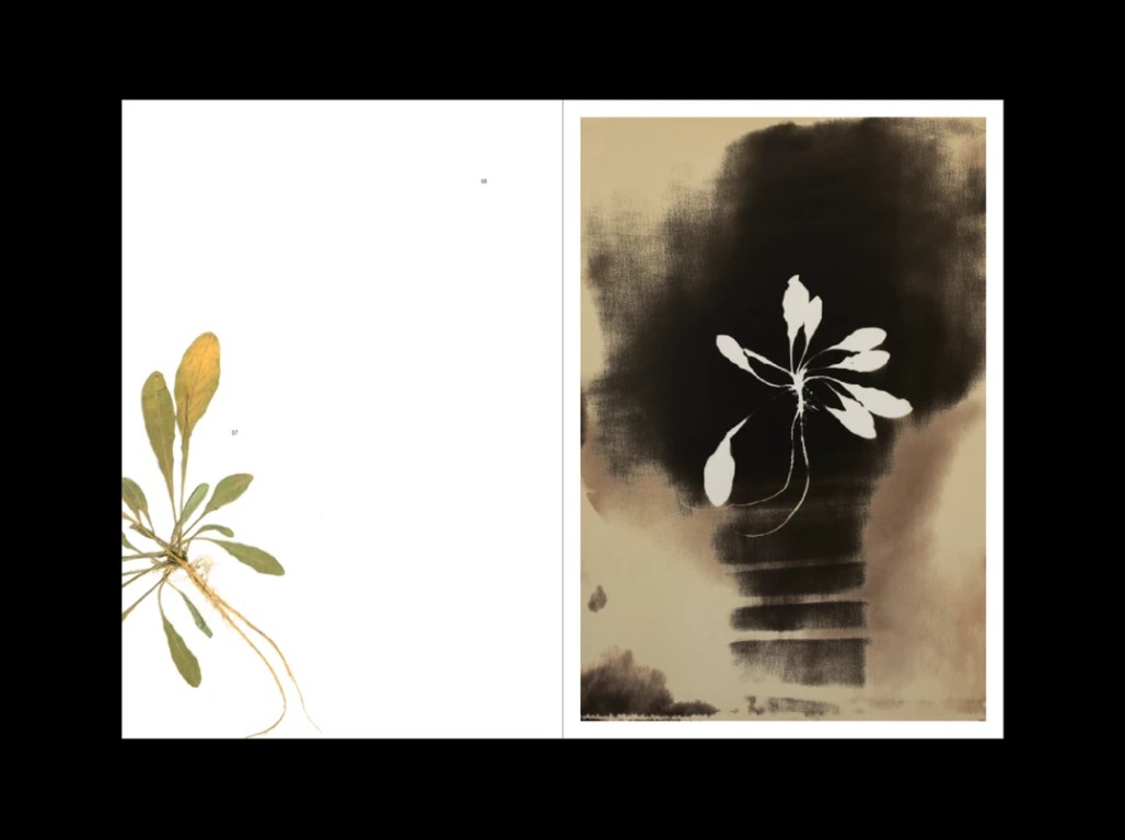 Sophie Zénon : L'herbe aux yeux bleux (COLLECTOR)