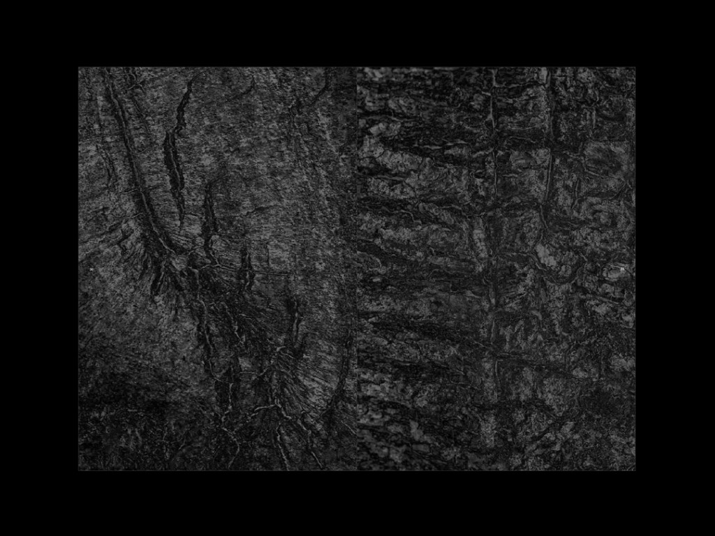 Sophie Zénon : L'herbe aux yeux bleux (COLLECTOR)