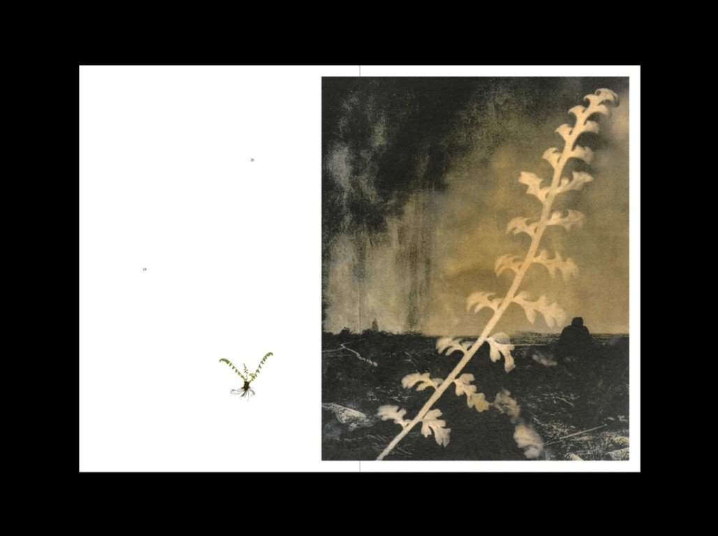 Sophie Zénon : L'herbe aux yeux bleux (COLLECTOR)