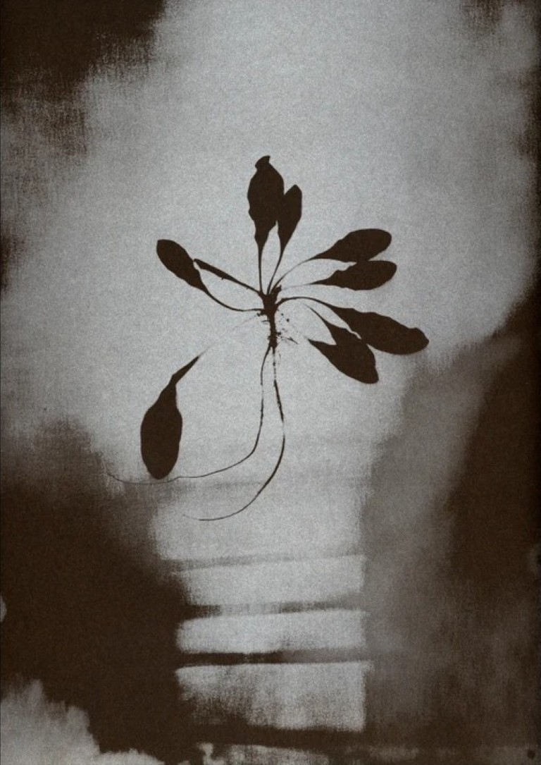 Sophie Zénon : L'herbe aux yeux bleux (COLLECTOR)