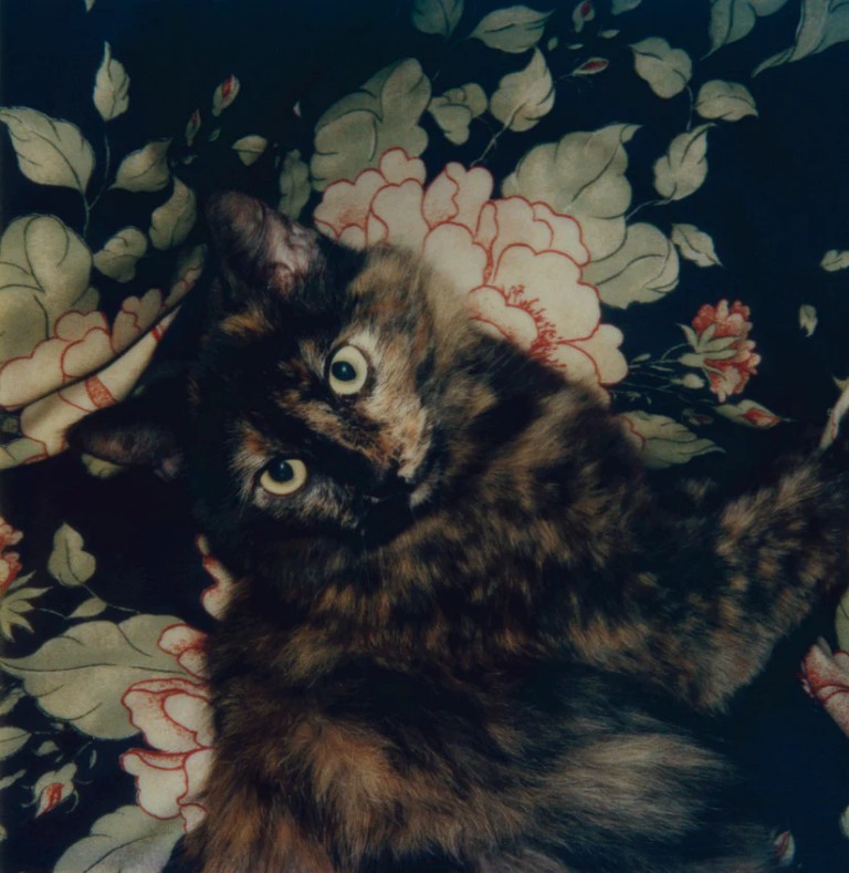 Robby Müller : L.A. Polaroids