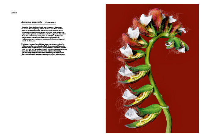 Vincent Fournier : Primat Sidera [Astrobotanical Herbarium] • La Nouvelle Chambre Claire